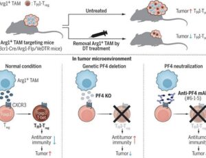 Platelet factor 4–induced TH1-Treg polarization suppresses antitumor immunity | Science