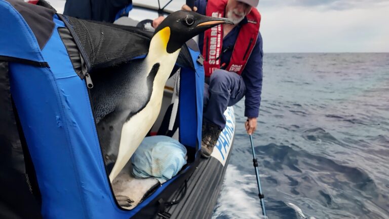 Emperor penguin released at sea 20 days after waddling onto Australian beach